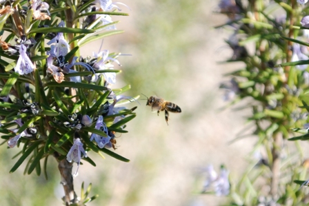 abeja